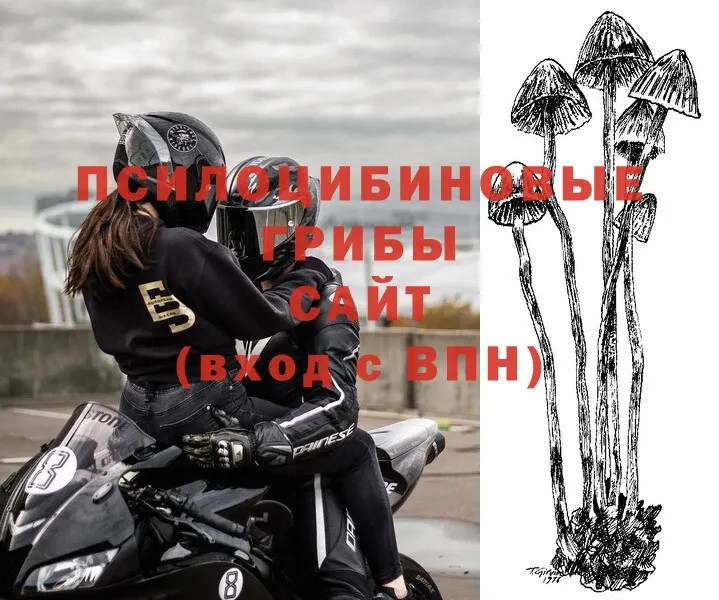 Галлюциногенные грибы Psilocybe  хочу наркоту  Саки 